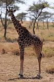 TANZANIA - Serengeti National Park - Giraffa - 4